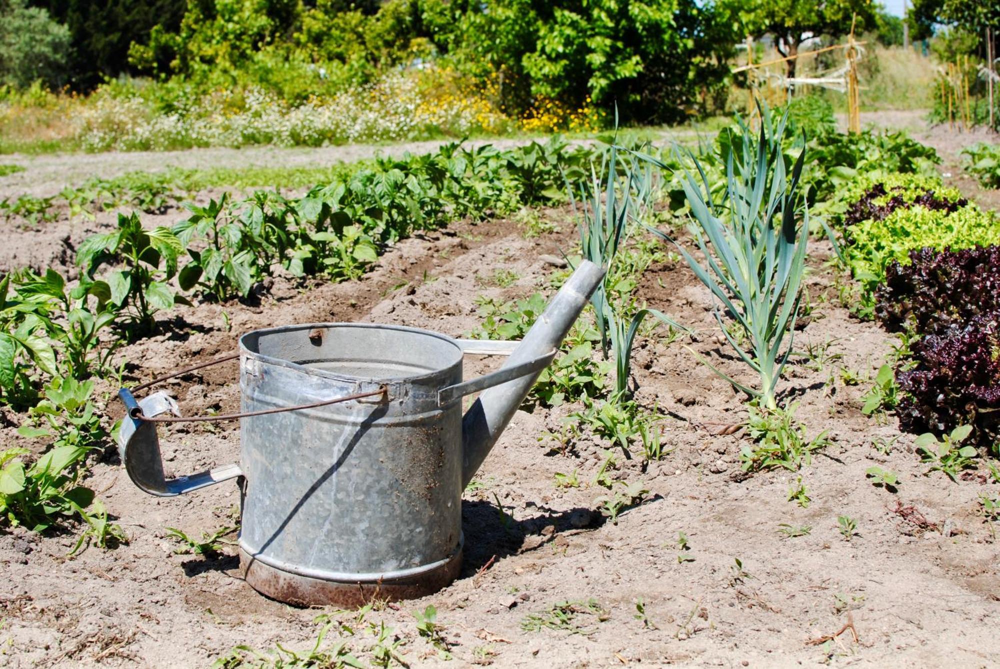 Chitaka'S Organic Farmhouse In Ribatejo Santo Estevao  Eksteriør bilde